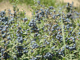 Northfield Maine Wild Blueberries