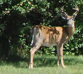 Our backyard buddy