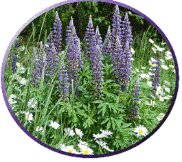 Marshfield Lupine